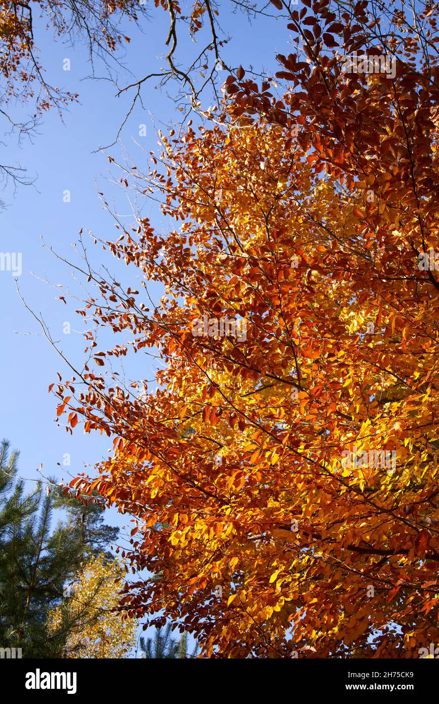 Tree with orange and yellow leaves outdoors in autumn in sunlight Stock ...