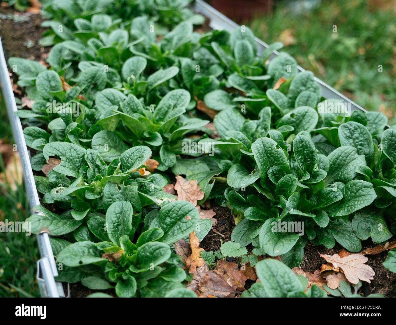 Corn salad (Valerianella locusta) in a raised bed in November. Stock Photo