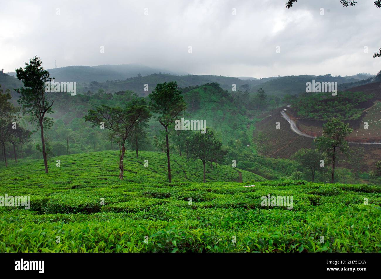 Tea plantation Idukki ,Kerala / INDIA Stock Photo