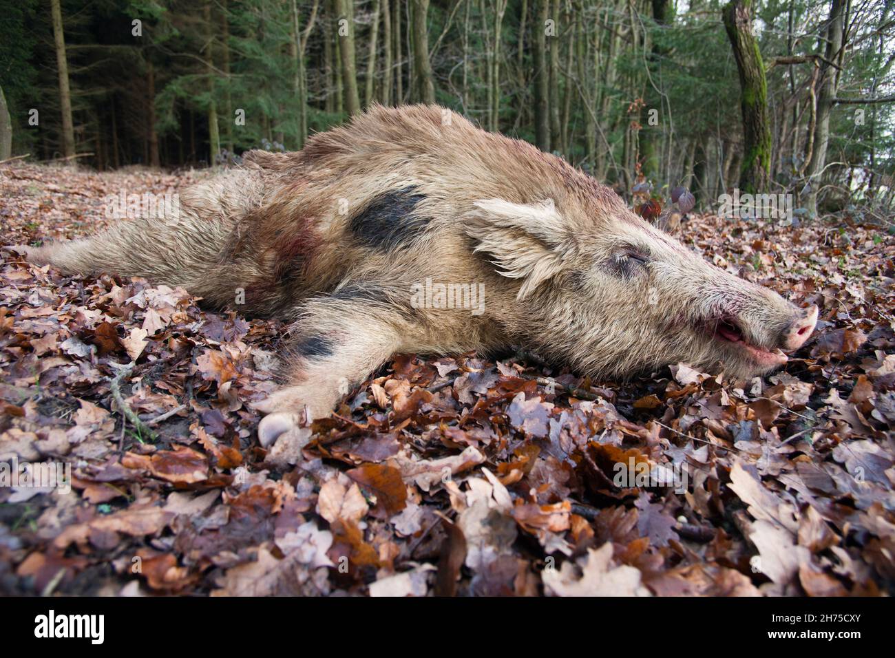 Shot wild boar, after hunt, Lower Saxony, Germany Stock Photo