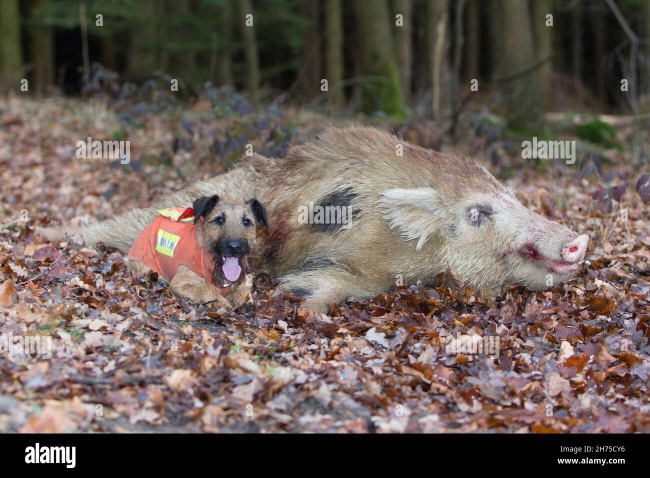 Westphalian dog hi res stock photography and images Alamy