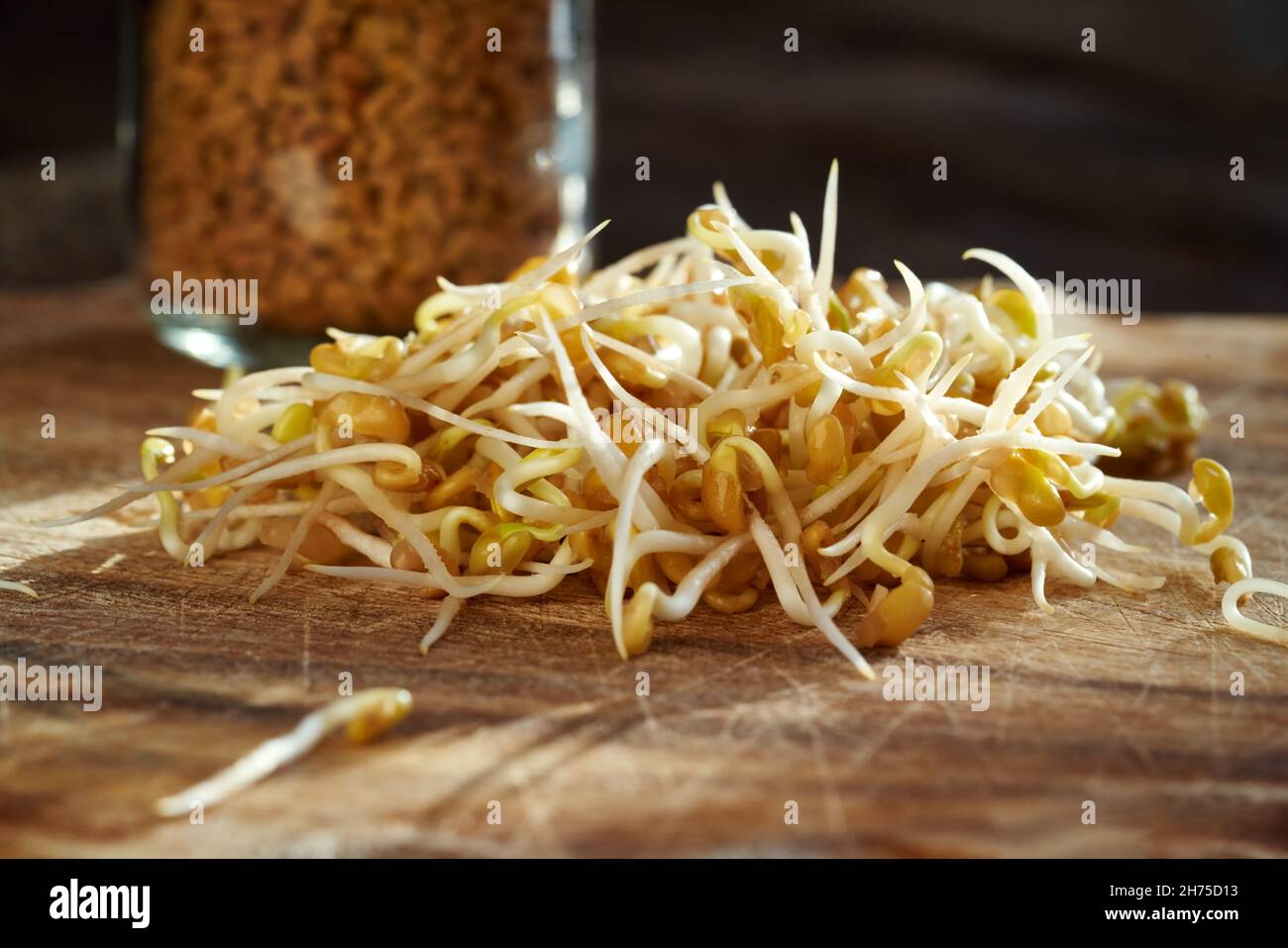 Fresh sprouted fenugreek with dry seeds in the background Stock Photo