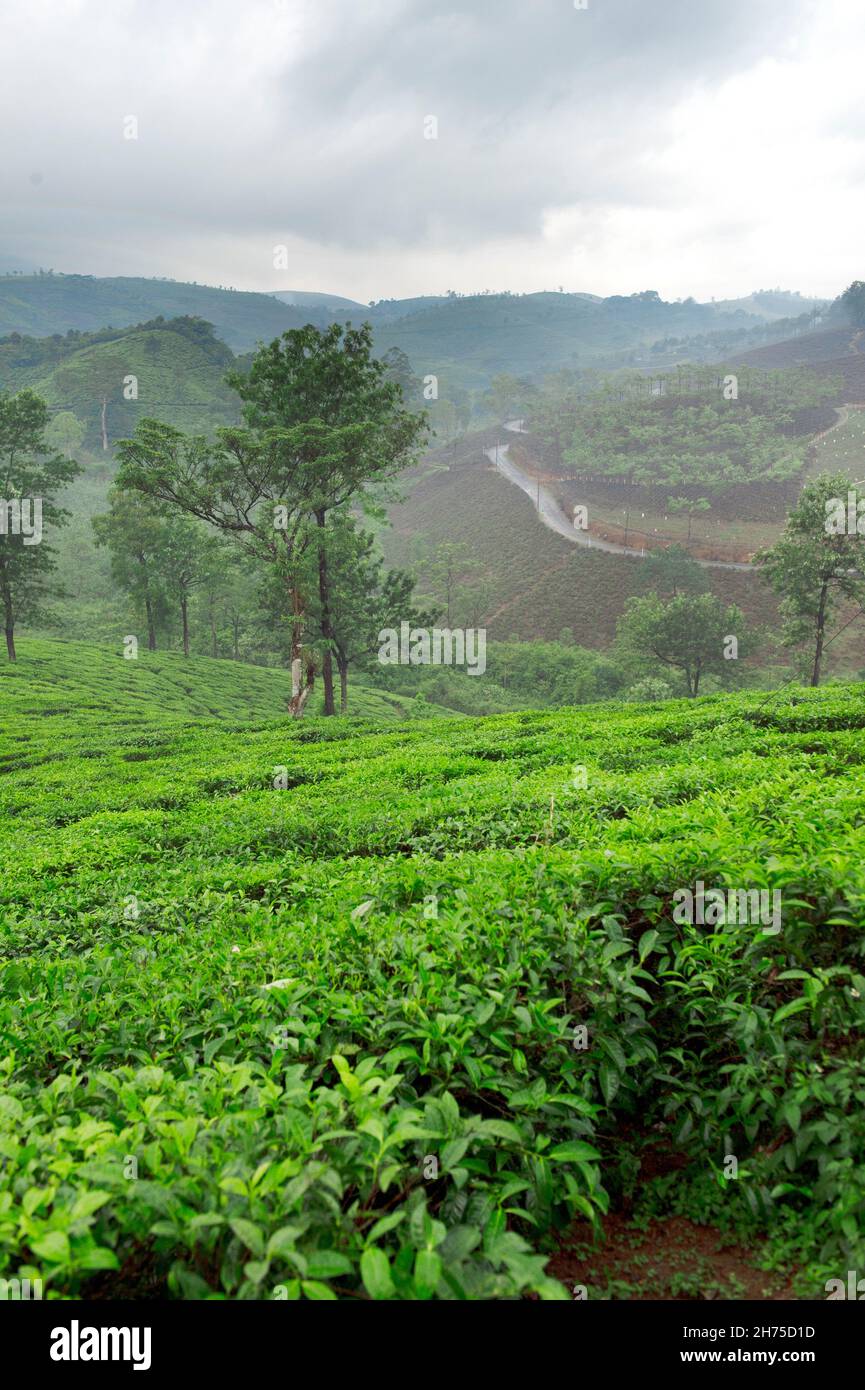 Tea plantation Idukki ,Kerala / INDIA Stock Photo