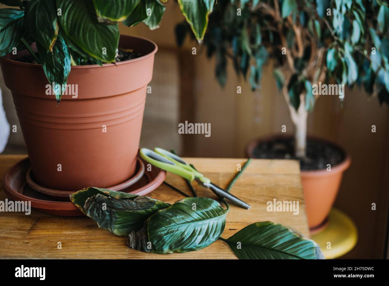 Houseplants diseases. Indoor plants Diseases Disorders Identification