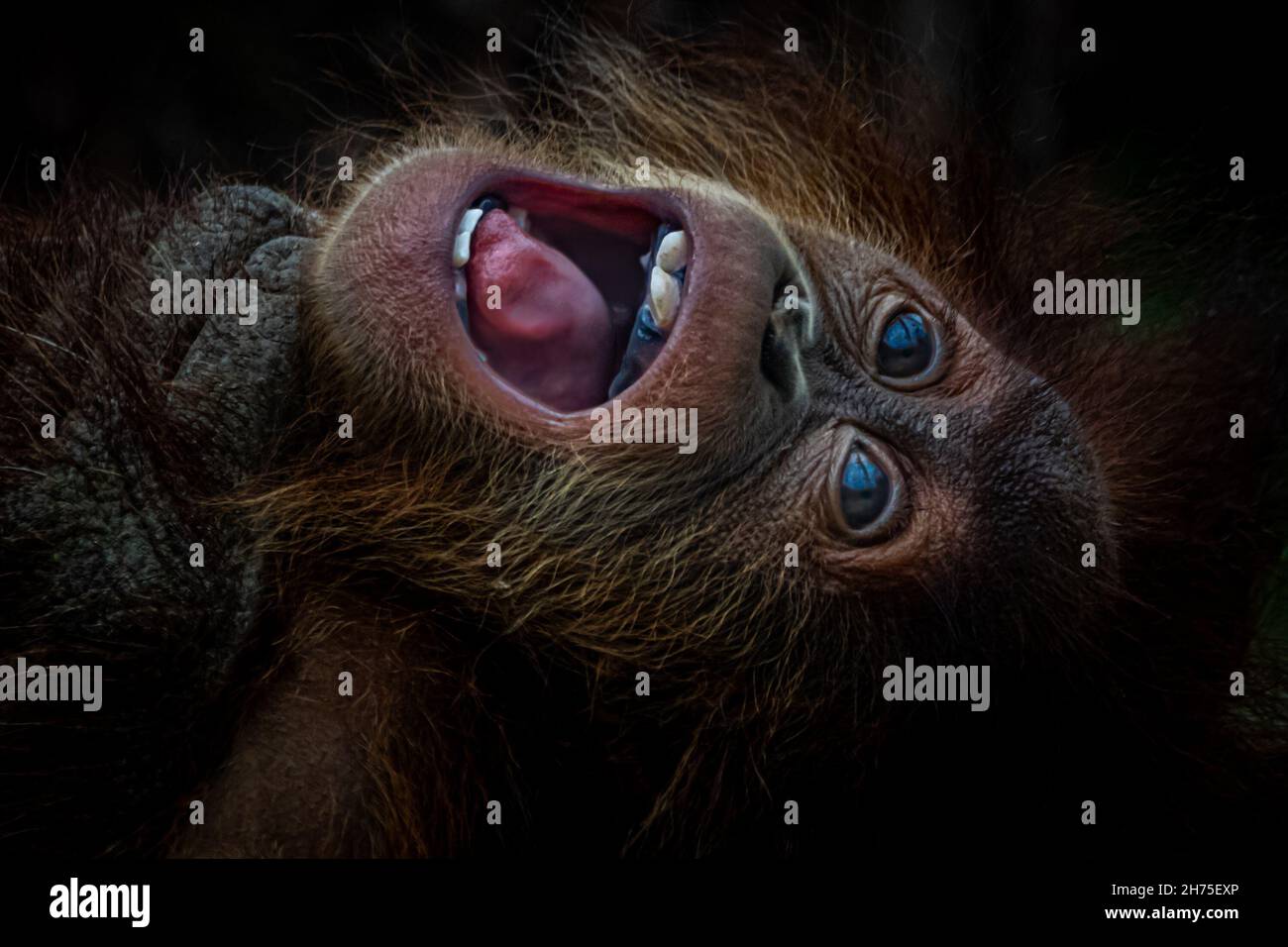 Artistic portrait of a  young Orang-Utan playing Stock Photo