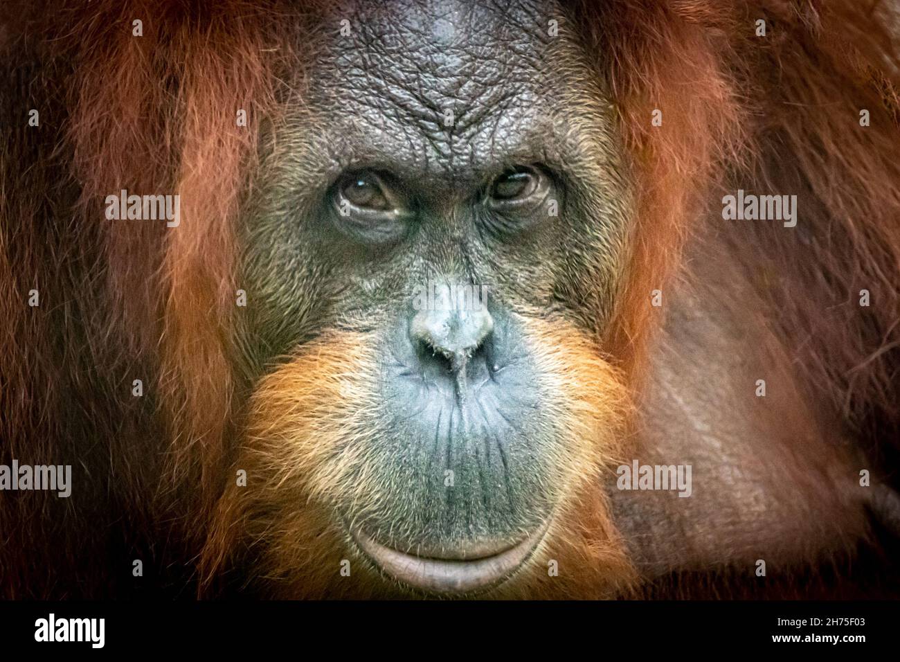 Closeup profile photo of an Orang-Utan Stock Photo