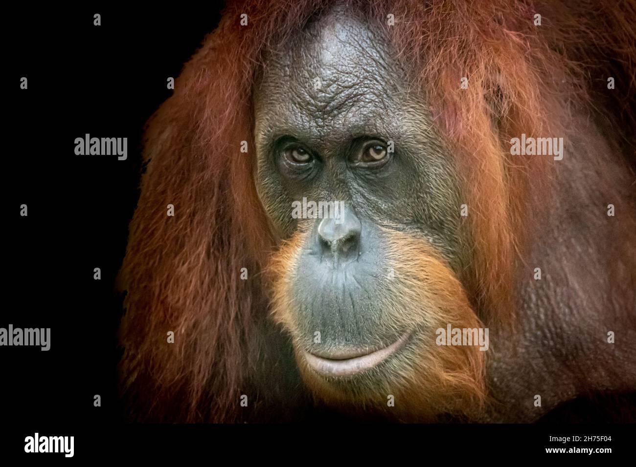A beautiful fine art photo of an Orang-Utan Stock Photo