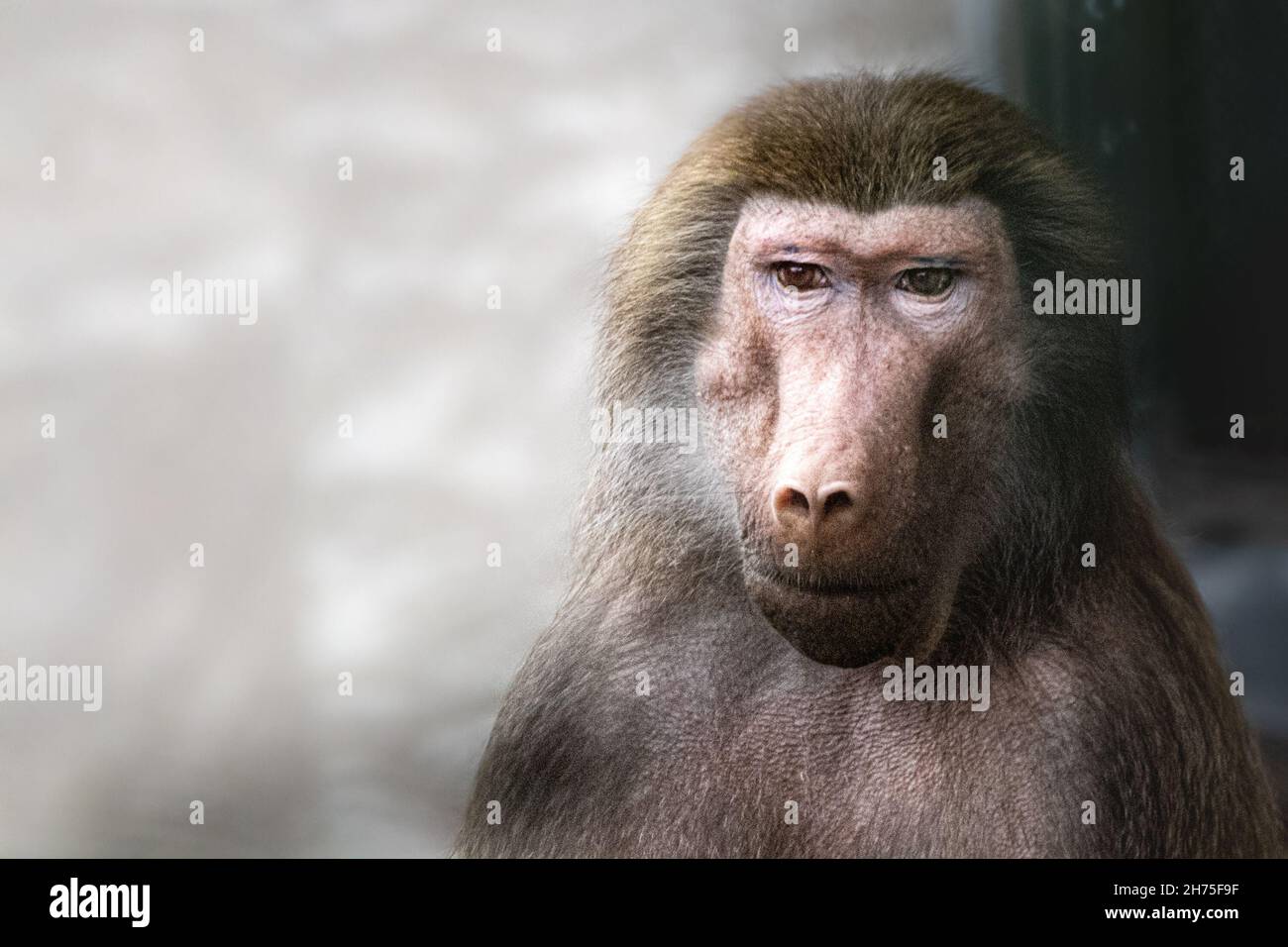 a artistic photo of a brown baboon Stock Photo