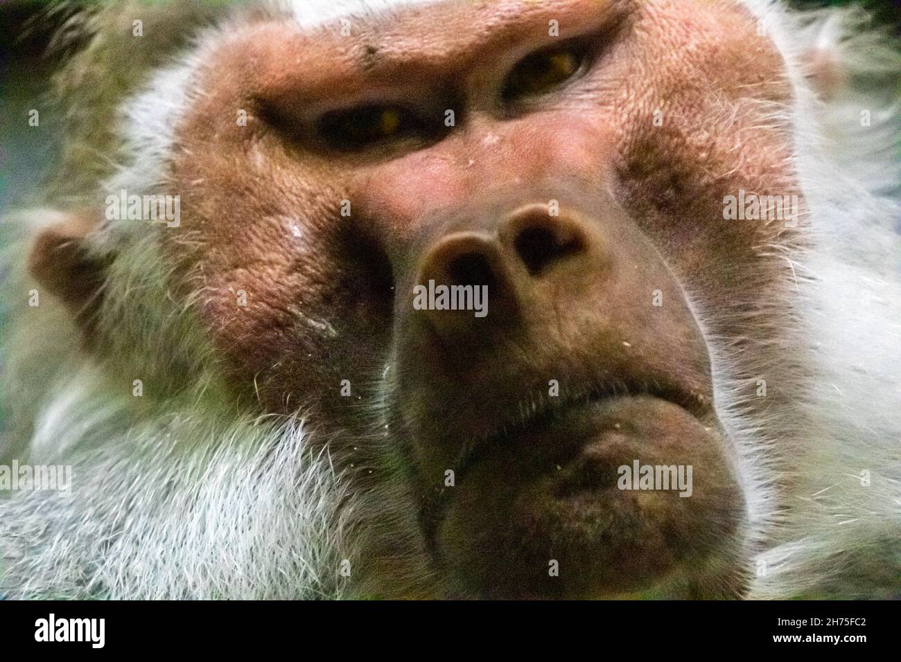 Close up angry baboon hi-res stock photography and images - Alamy