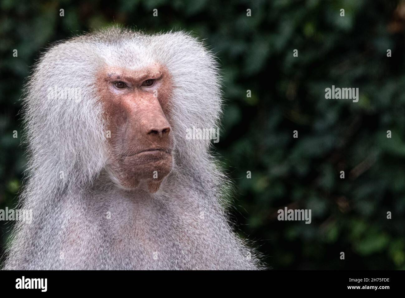 portrait of an angry baboon Stock Photo - Alamy