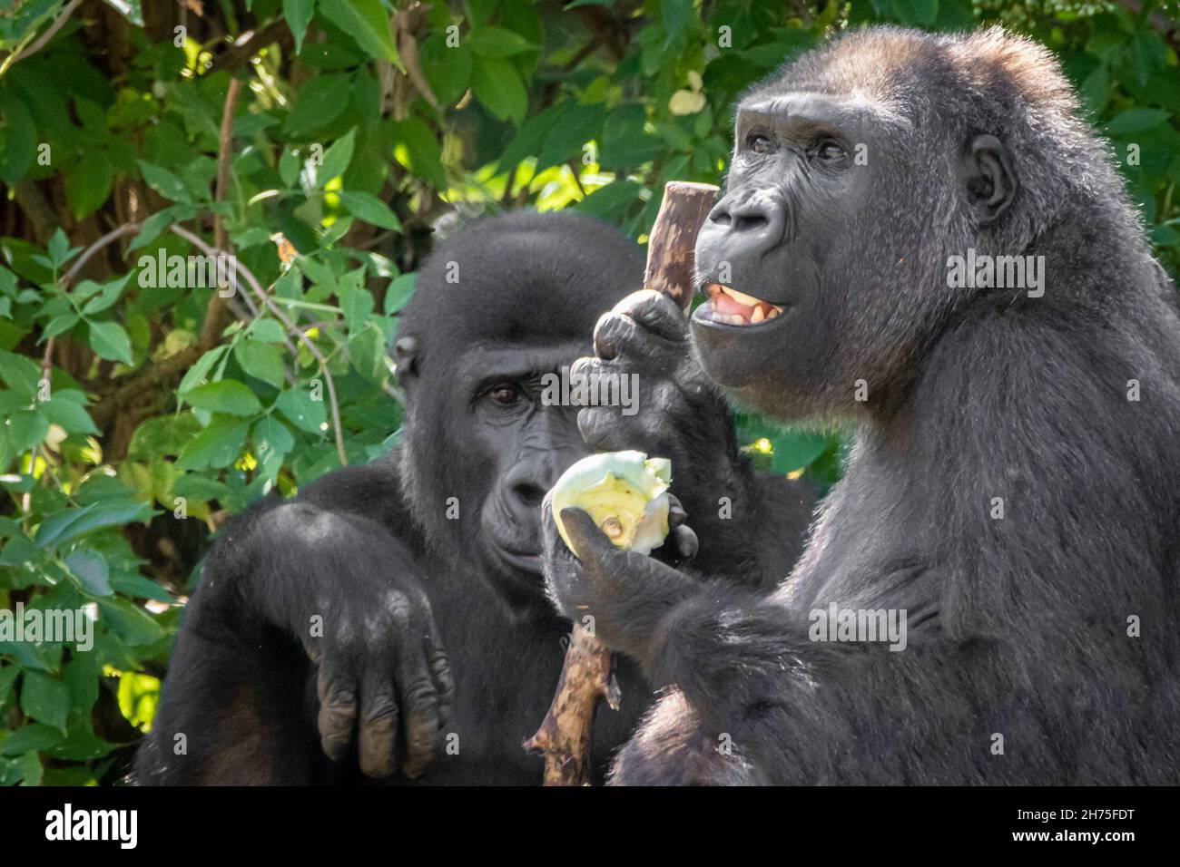 Sad gorilla hi-res stock photography and images - Page 3 - Alamy