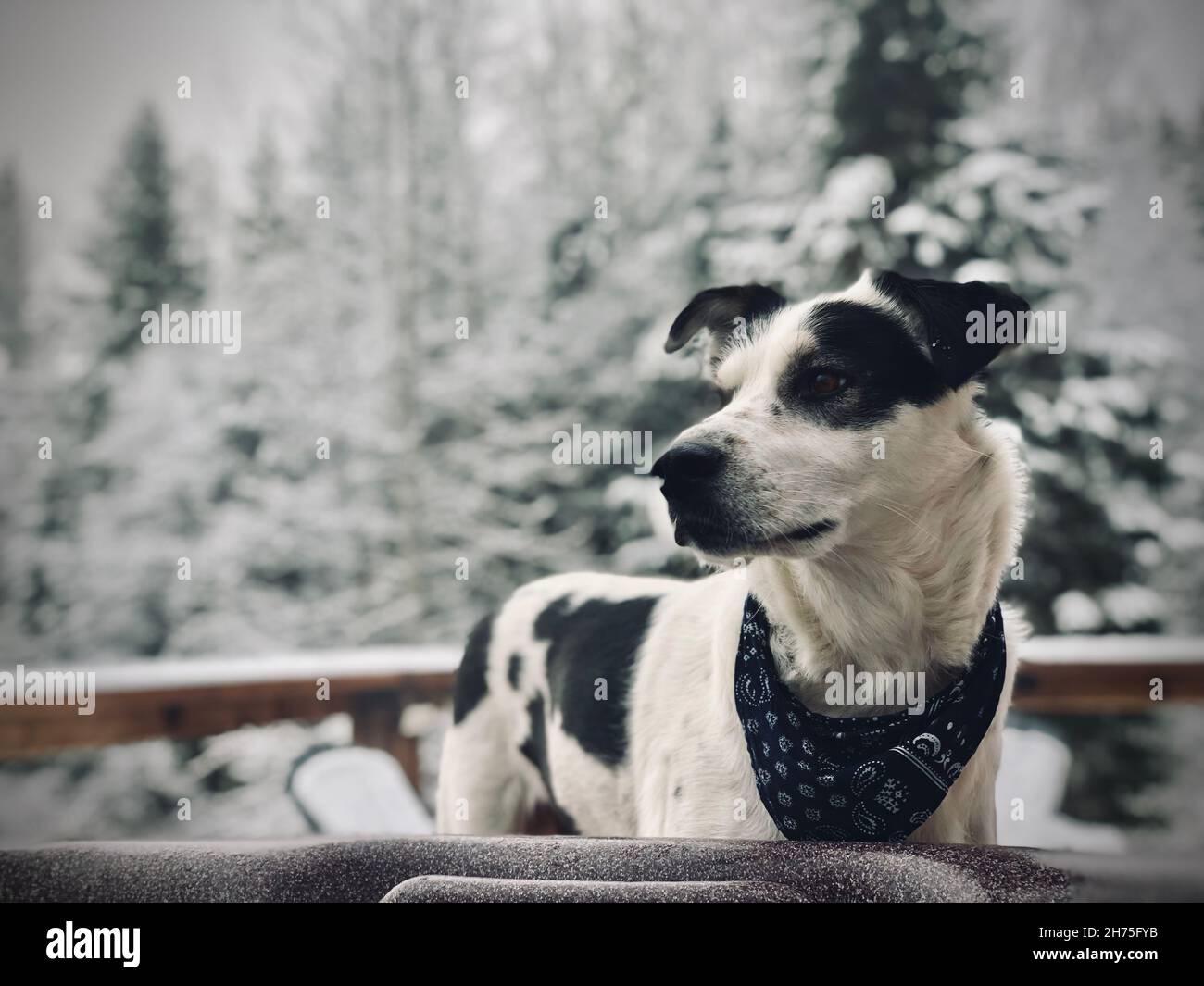 Husky Collie dog mix enjoying log cabin retreat in BC Canada Stock Photo