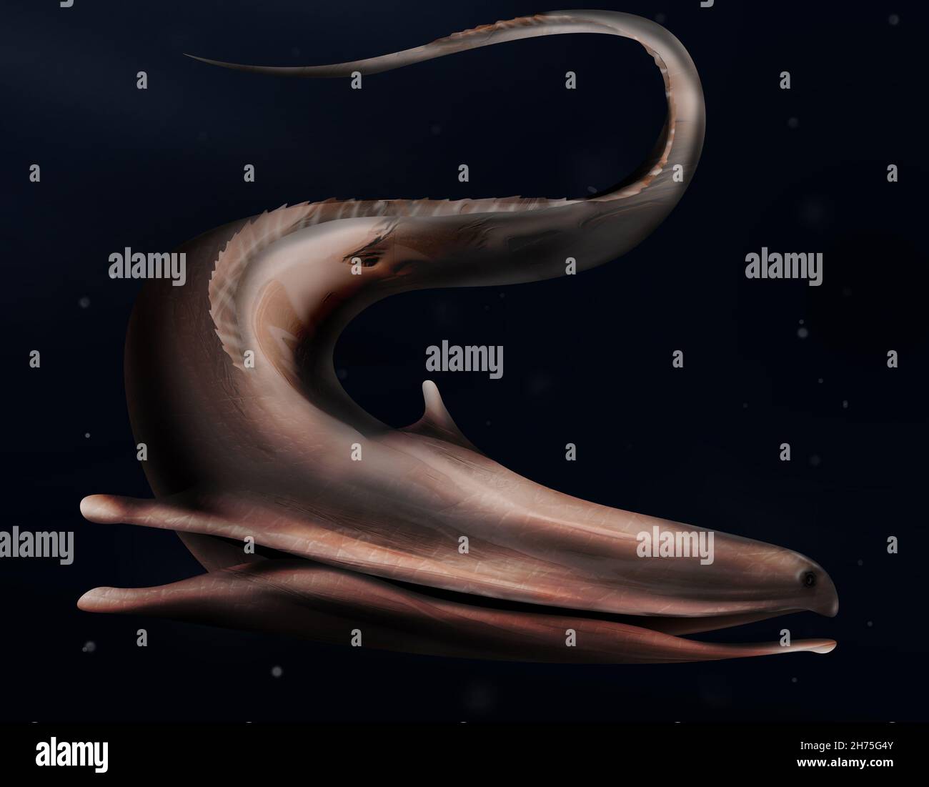The Gulper eel (Pelican Eel), Eurypharynx pelecanoides in ocean Stock