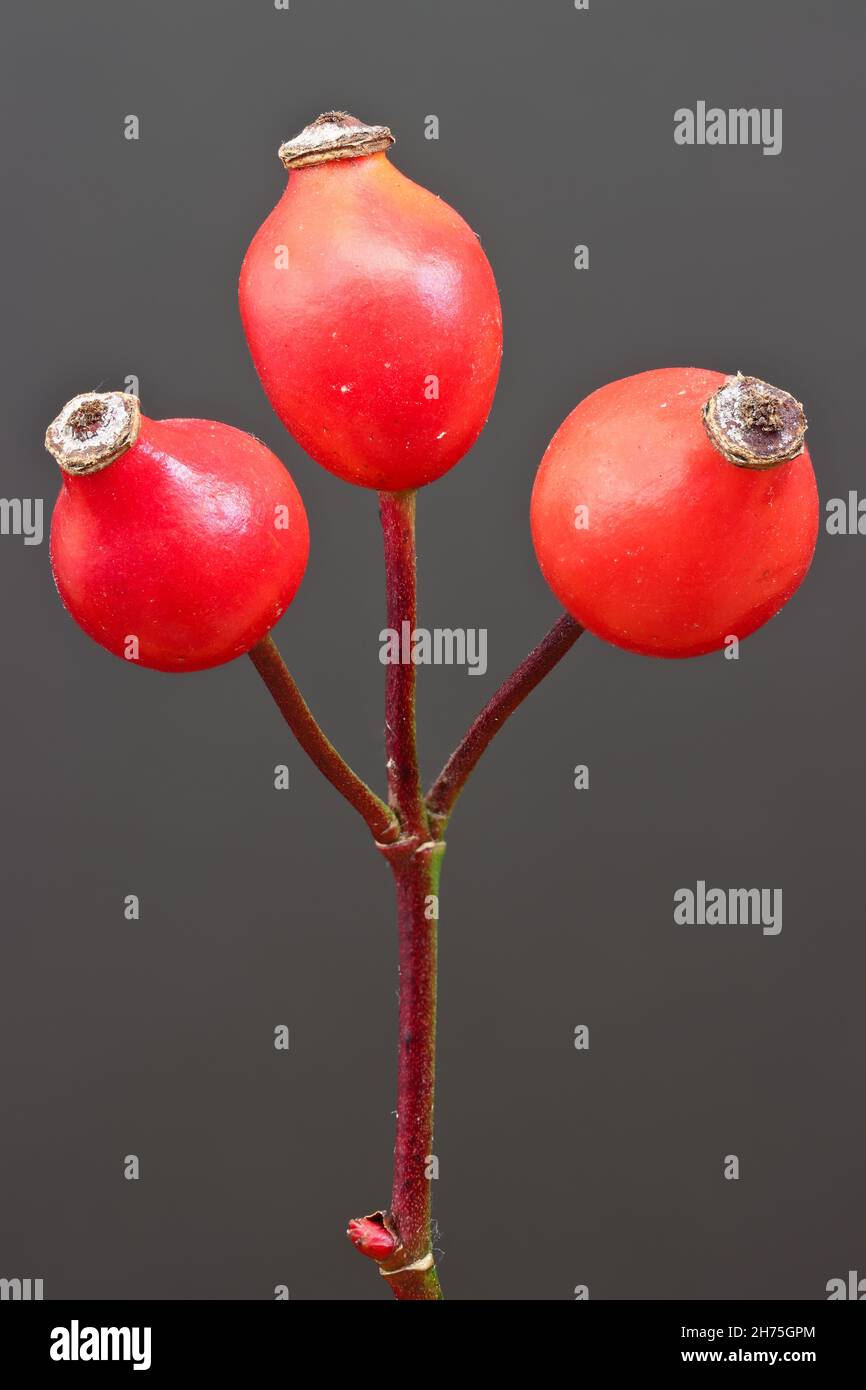 Result of focus stacking rosehip branch with three fruits in late November Stock Photo