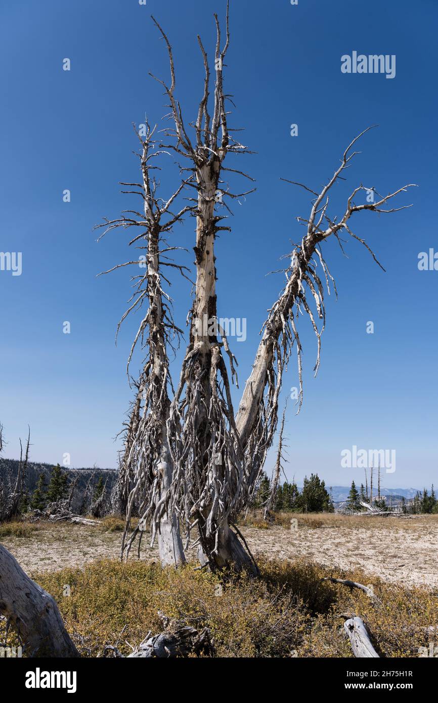 Dead fir trees killed by the pine bark beetle in the MantiLa Sal