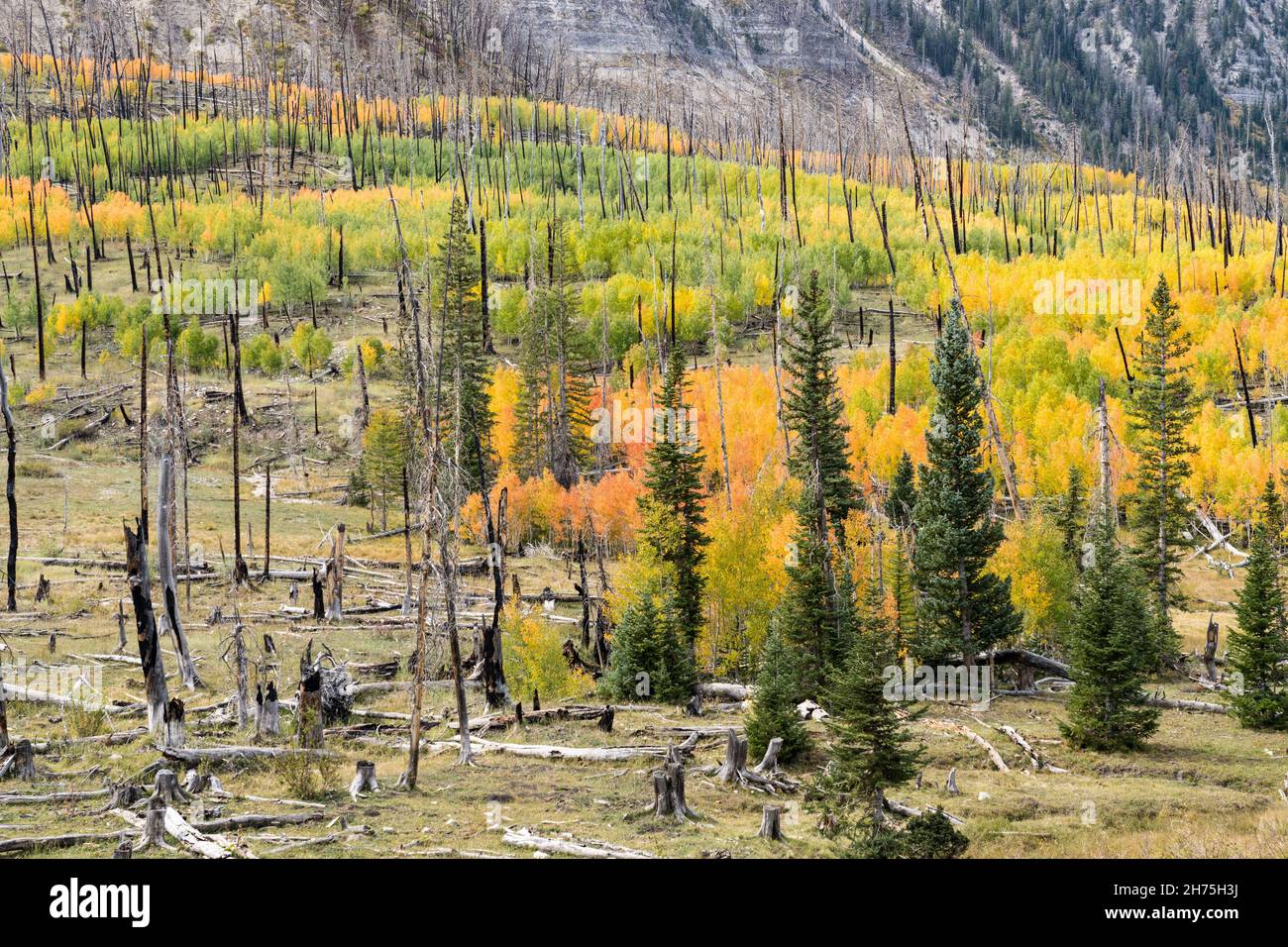 Aspen trees in fall color growing in a burn scar from a forest fire in