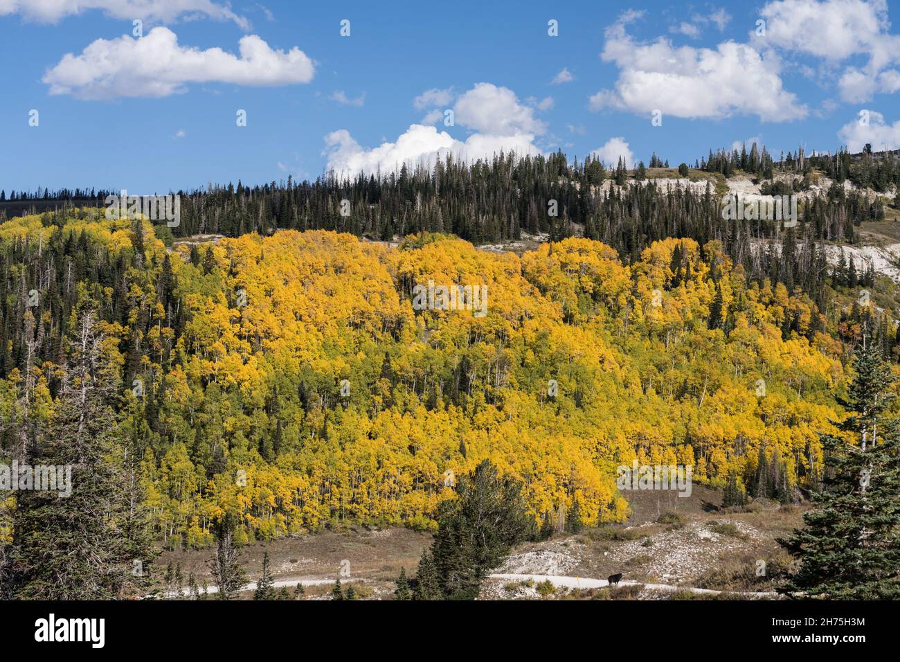 Aspen trees in fall color in the autumn in the MantiLa Sal National