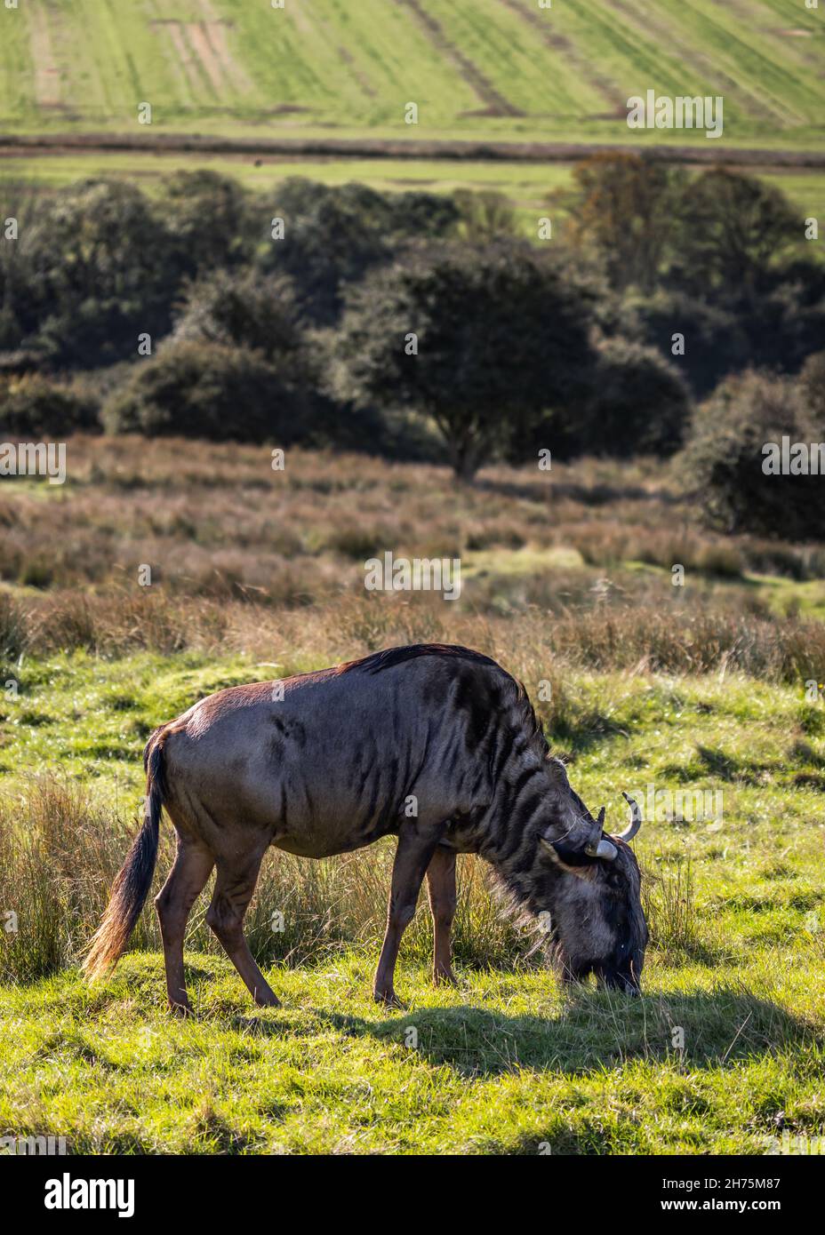 A closer look at Is Eating Grass Regularly Necessary For Large Breeds