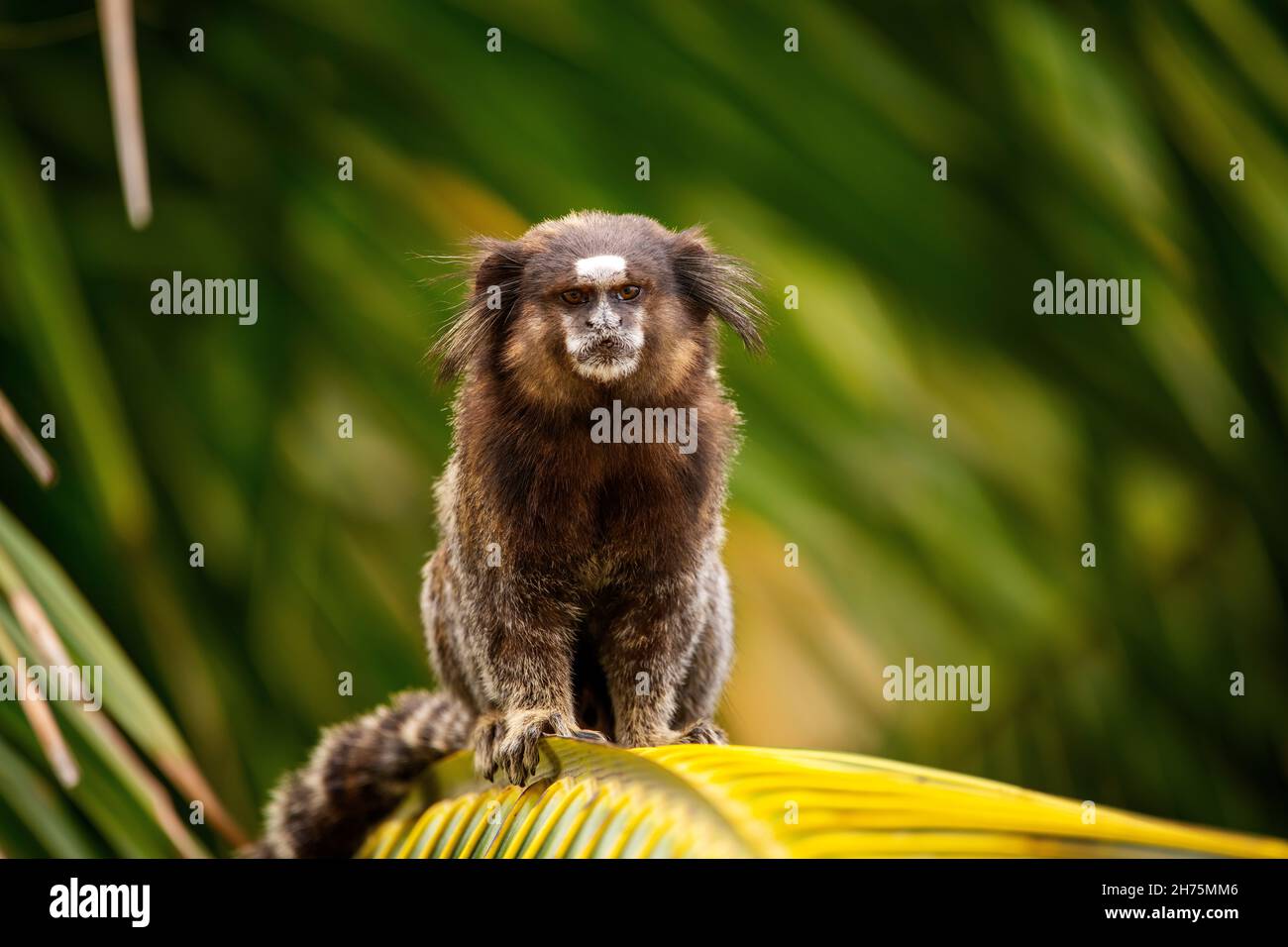 Mico sagui hi-res stock photography and images - Alamy