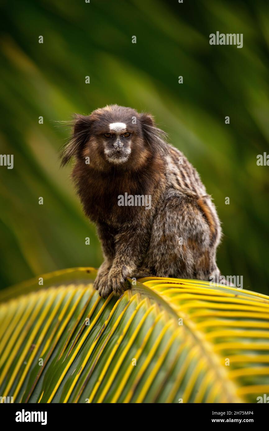 Sagui Monkey In The Wild Rio De Janeiro Brazil Stock Photo