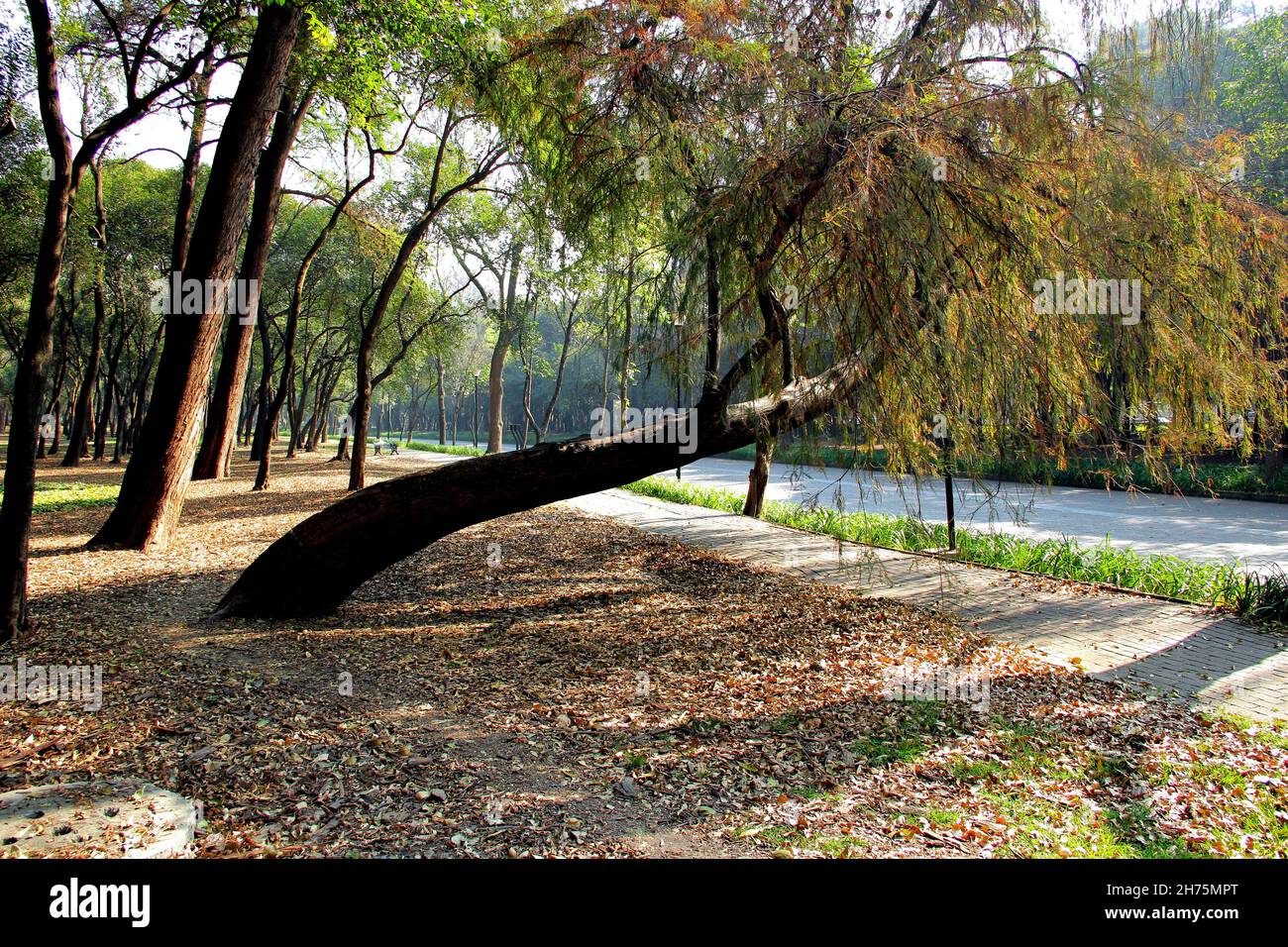 Tropical trees in the Chapultepec forest in Mexico city. Stock Photo