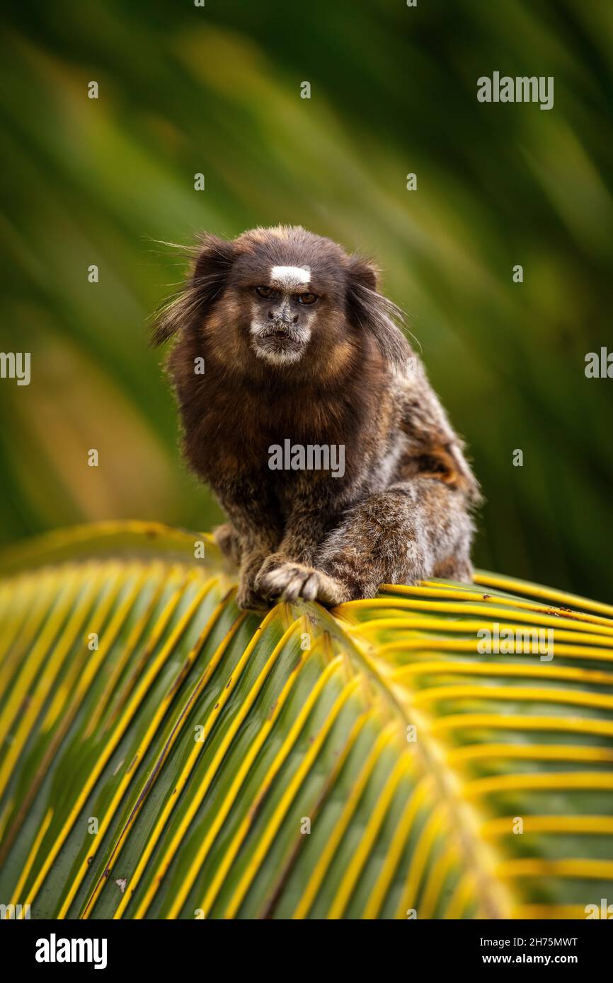 Mico sagui hi-res stock photography and images - Alamy