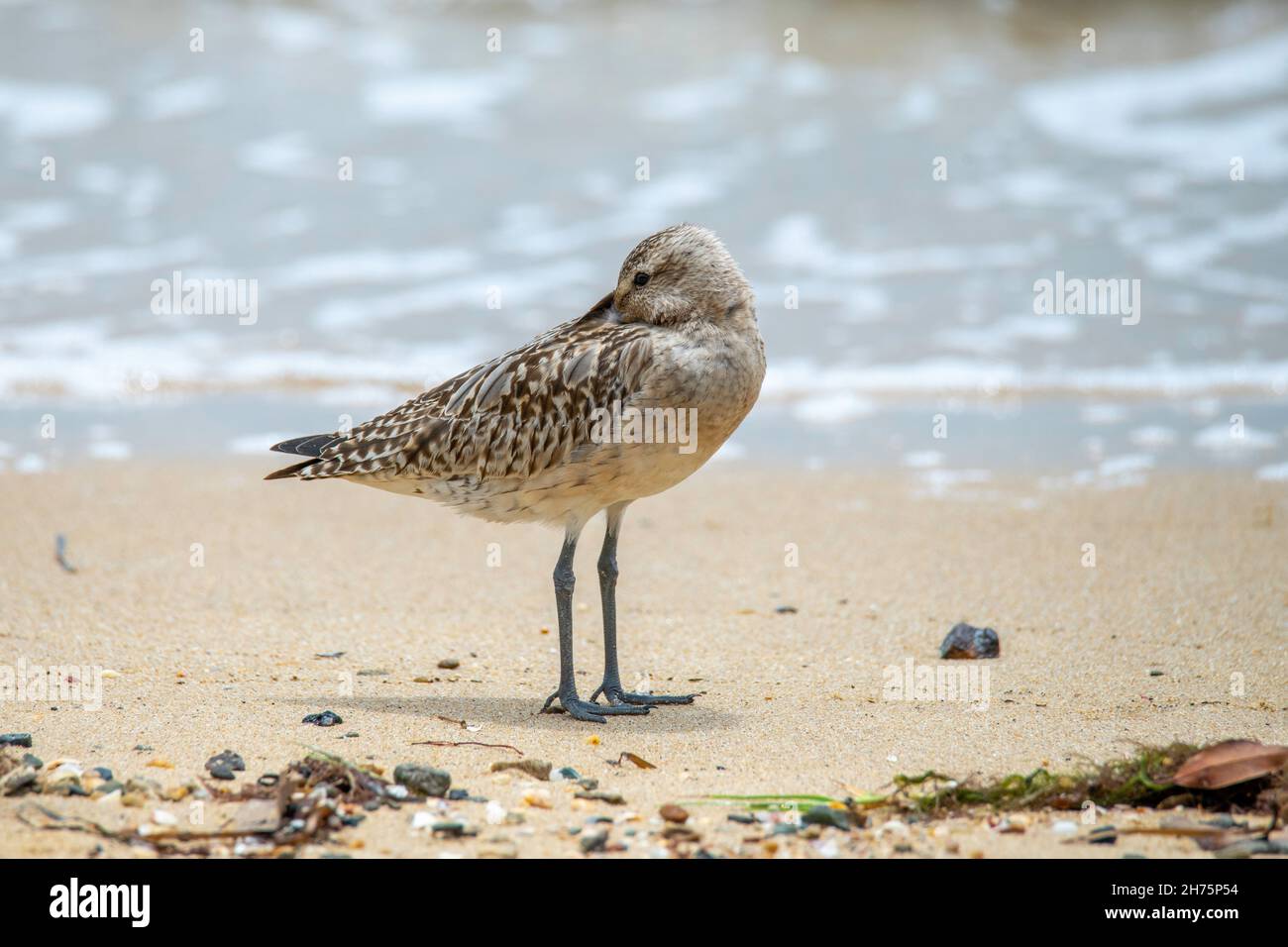 Bar-tailed Godwit  Limosa lapponica Cains, Queensland, Australia 31 October 2019       Adult in winter plumage.       Scolopacidae Stock Photo