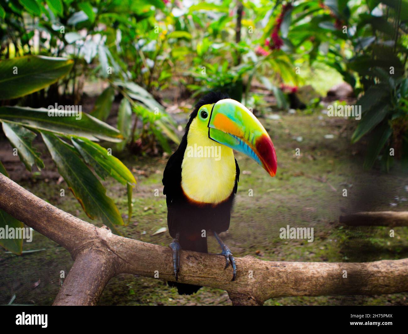 Animales silvestre hi-res stock photography and images - Alamy
