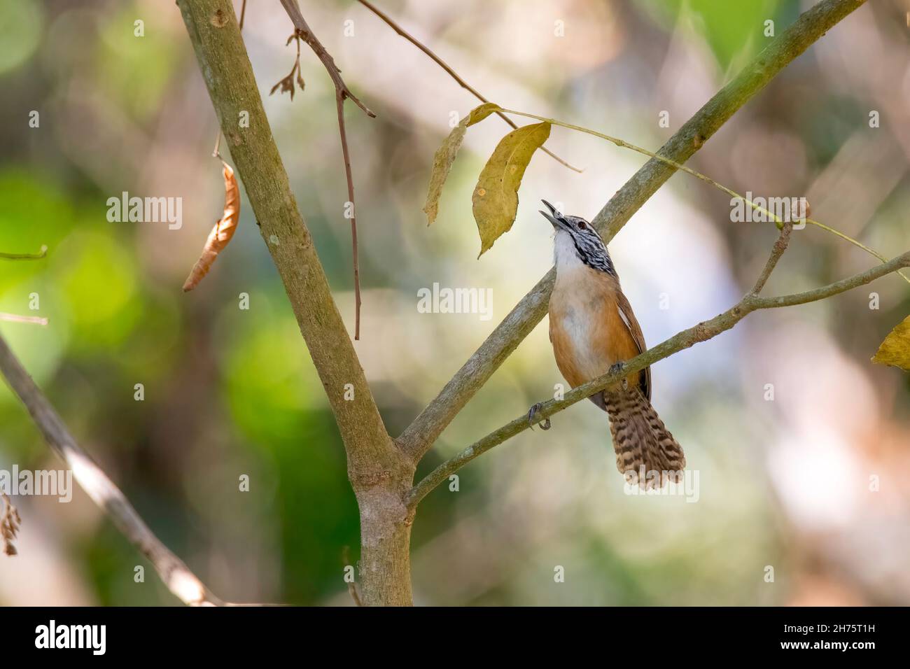 Happy Wren  Pheugopedius felix Vallarta Botanical Garden, Jalisco, Mexico 10 April 2021          Adult          Troglodytidae Stock Photo