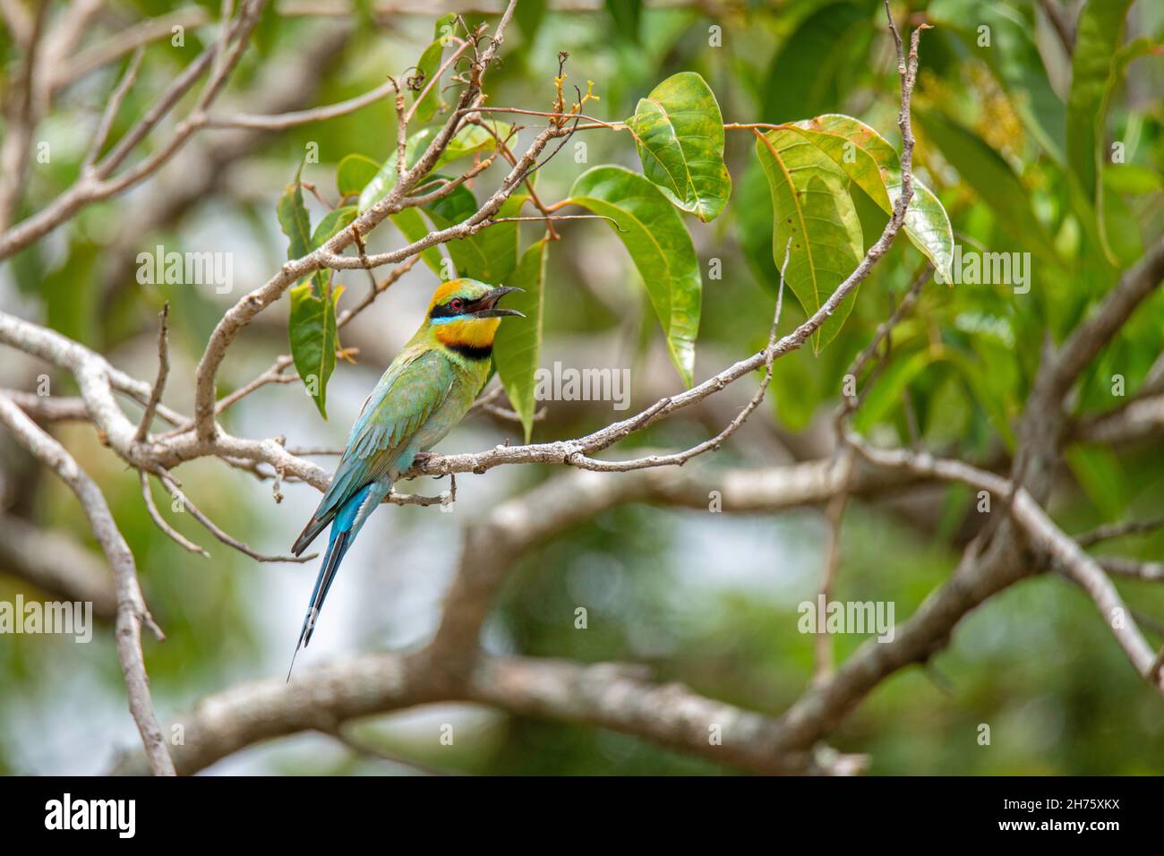 Rainbow Bee-eater  Merops ornatus Cains, Queensland, Australia 30 October 2019     Adult       Meropidae Stock Photo