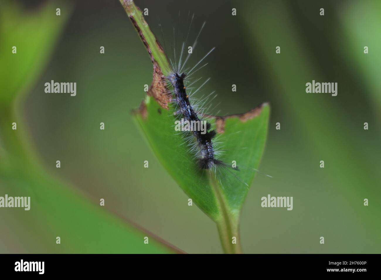 Close-up shot of a Larch tussock moth eating green leaf of a plant Stock Photo