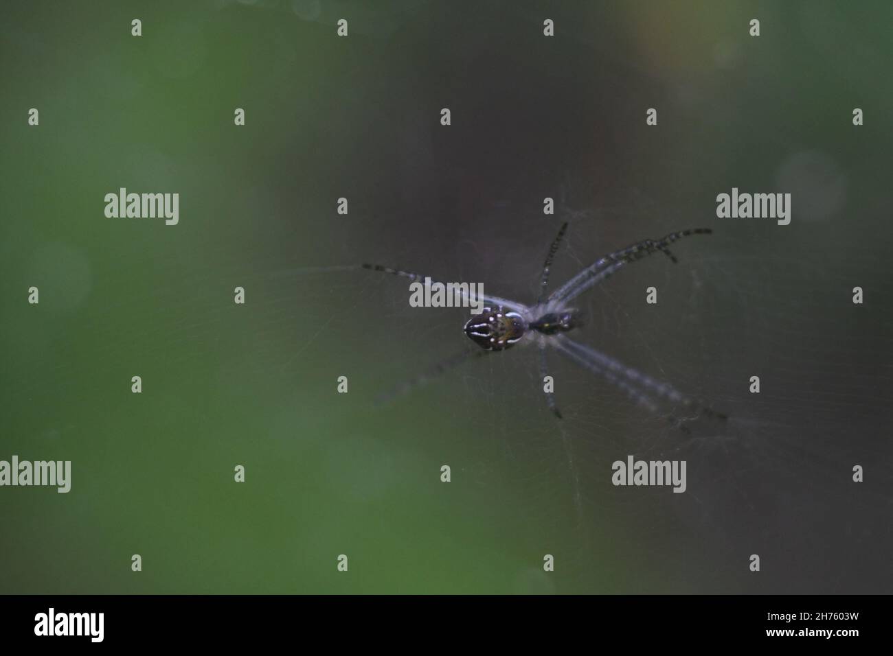Close-up shot of a spider on its web on a blurred background Stock ...