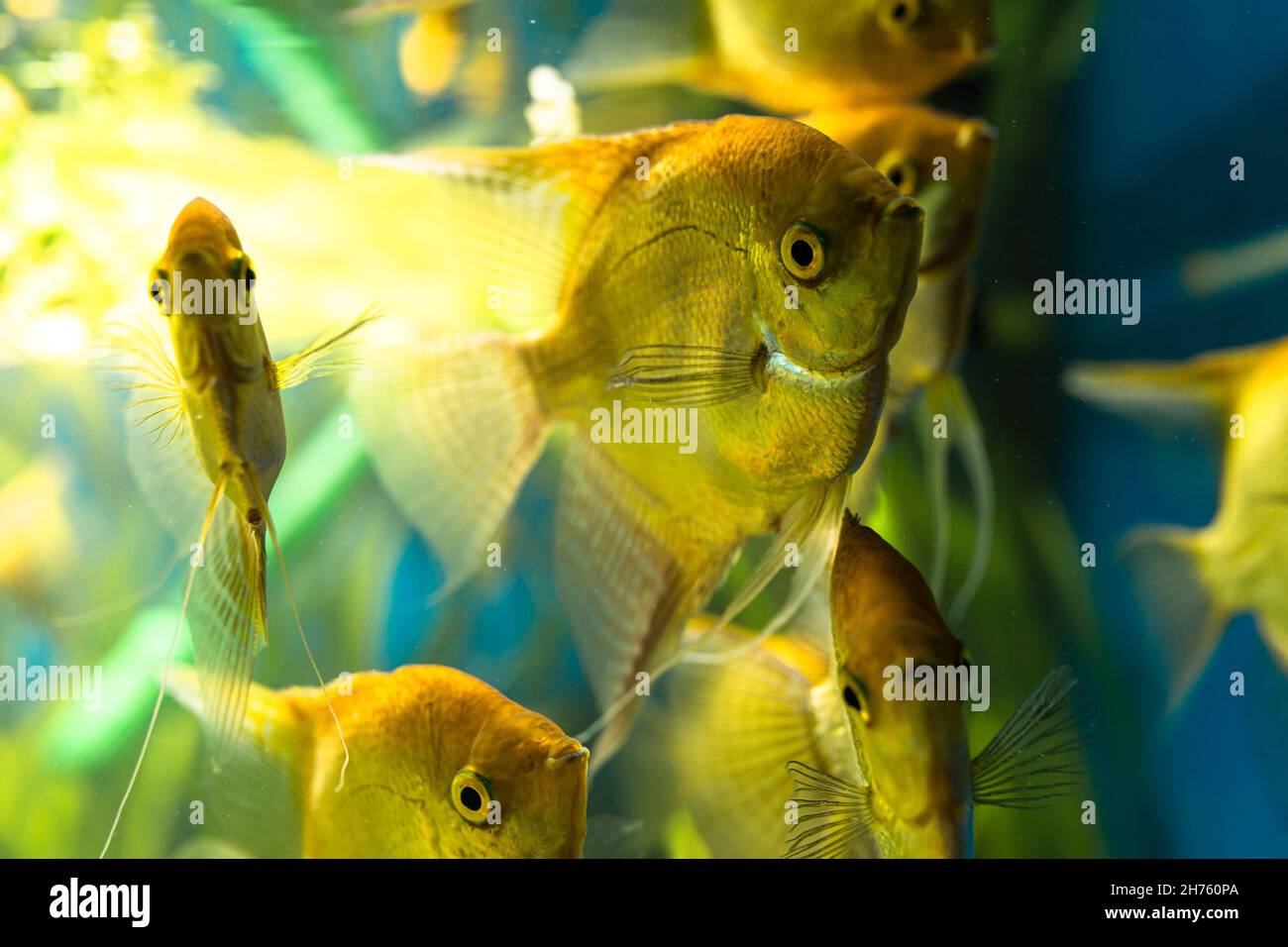 Beautiful tropical fish algae hi-res stock photography and images - Alamy