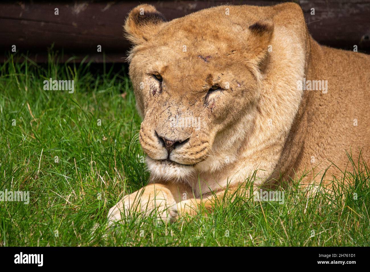 Male maneless lion Stock Photo - Alamy