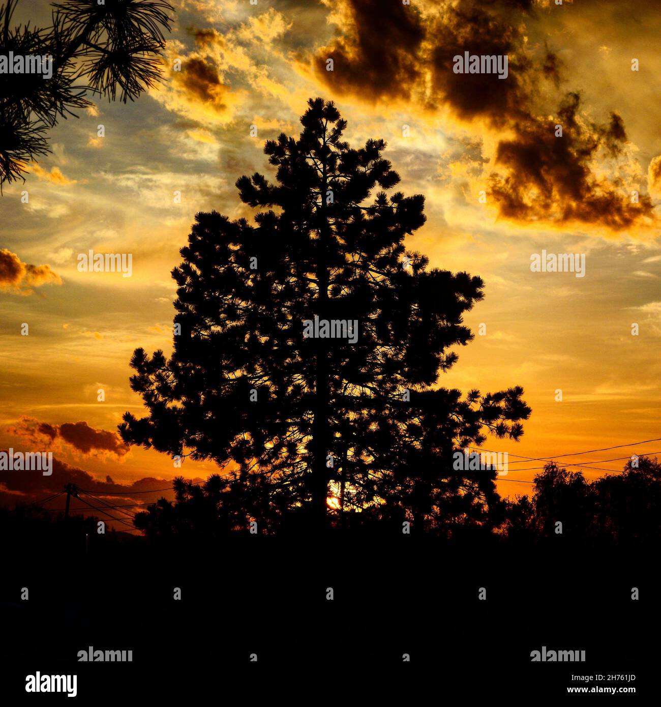 Silhouette of a tree under the golden cloudy sunset sky Stock Photo - Alamy