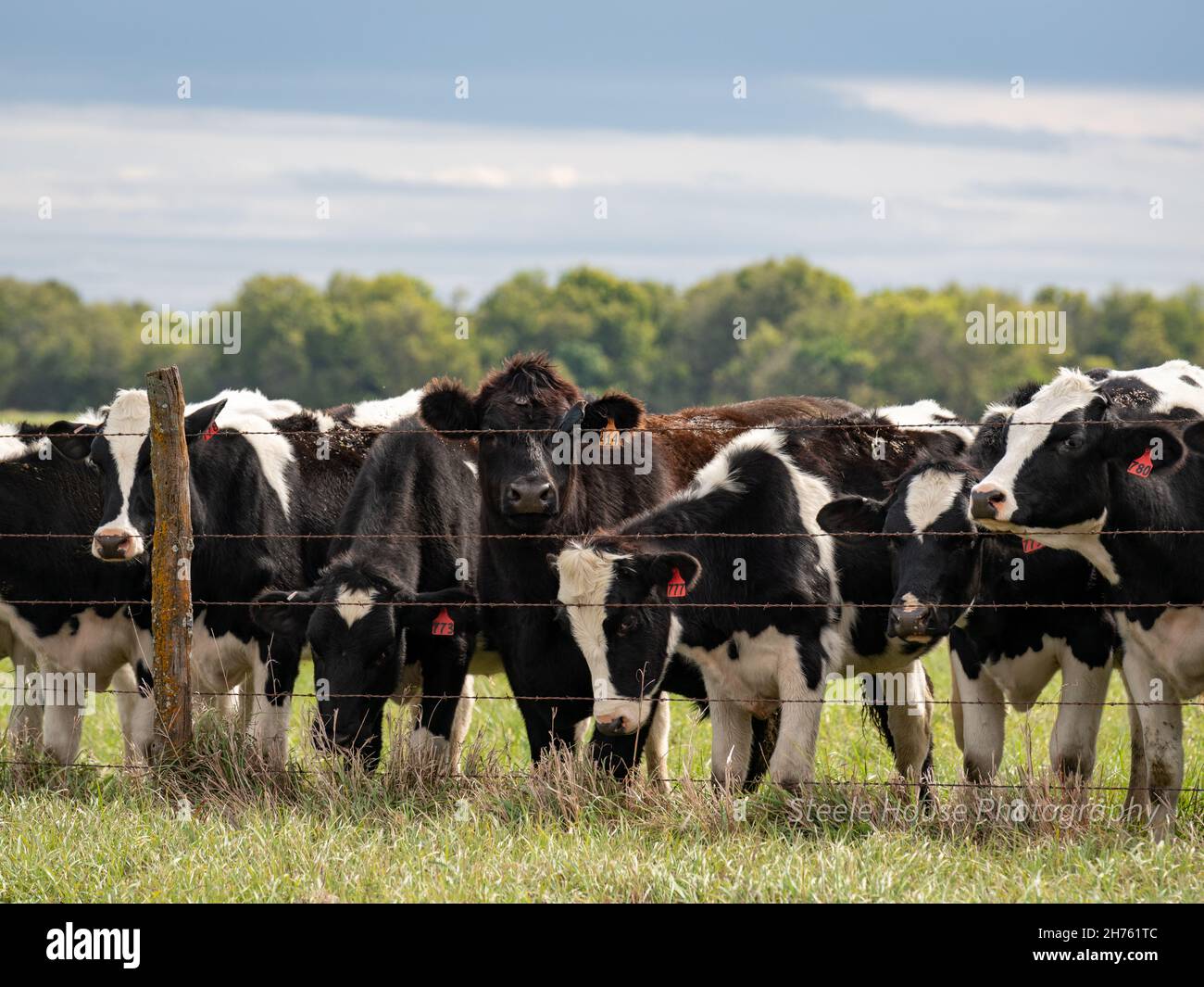 Herd of Holstein breed cows on the farm on a sunny day Stock Photo - Alamy