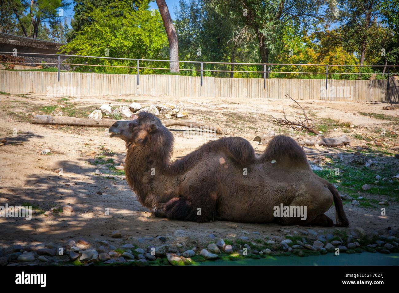 Camel in the zoo, Madrid, Spain. Picture taken – 26 September 2021 ...