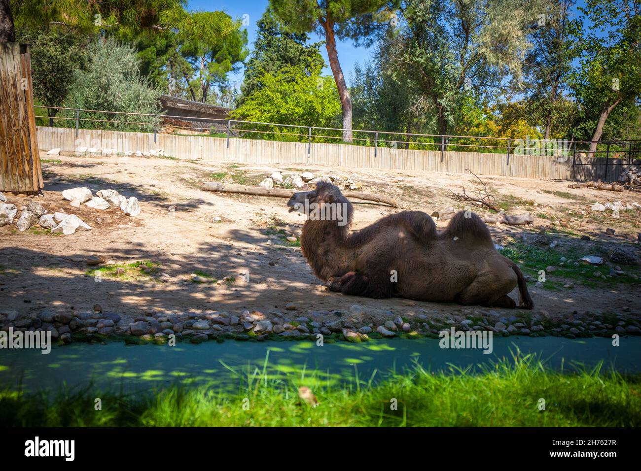 Camel in the zoo, Madrid, Spain. Picture taken – 26 September 2021 ...