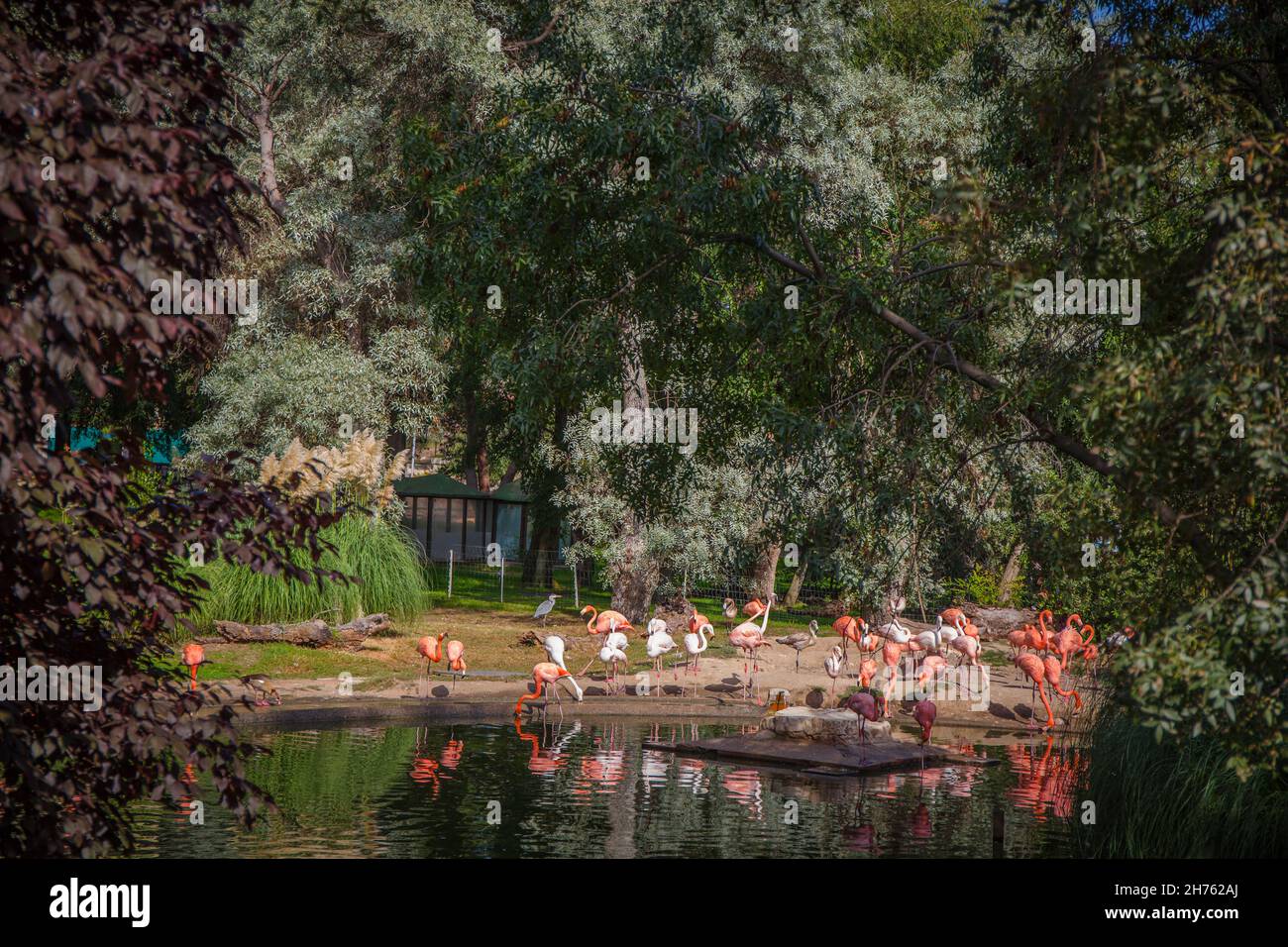 Animal fauna wilderness zoo hi-res stock photography and images - Alamy