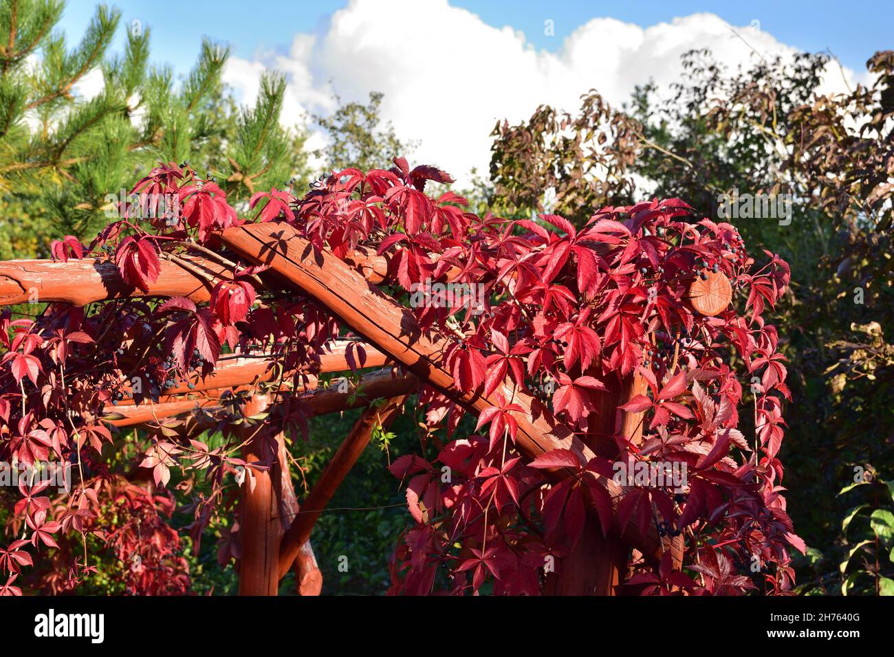 Red vine leaves on a wooden fence beam in partial shade on a sunny autumn day. Stock Photo
