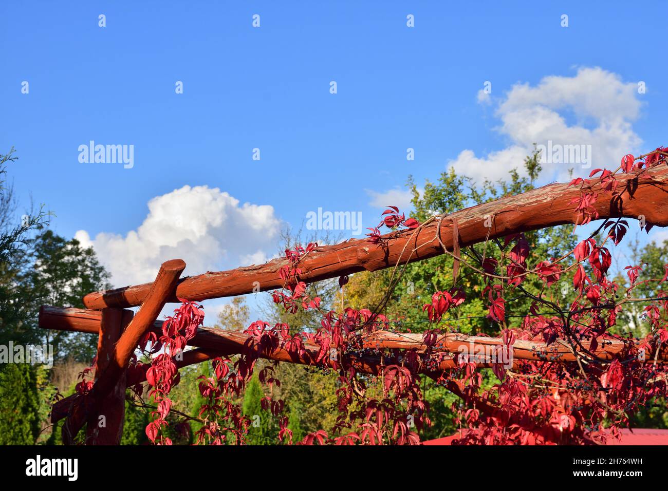 Red vine leaves on a wooden fence beam in partial shade on a sunny autumn day. Stock Photo