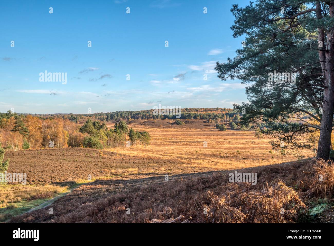 Dersingham Bog National Nature Reserve on a sunny autumn day with blue skies. Stock Photo