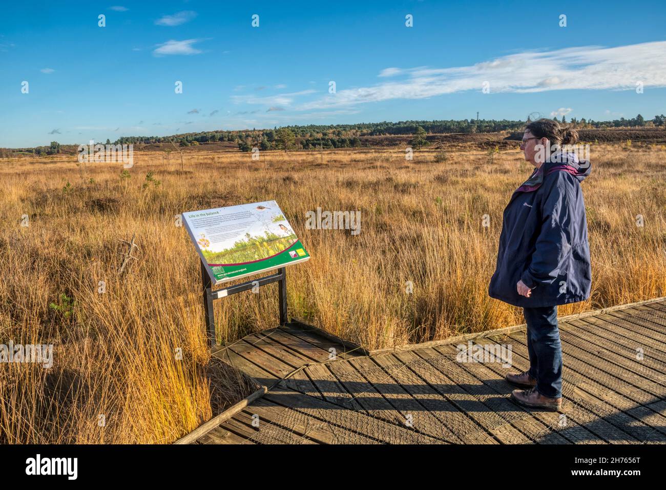 Woman on a country walk reading an information panel on the boardwalk at Dersingham Bog National Nature Reserve on a bright autumn day with blue skies Stock Photo