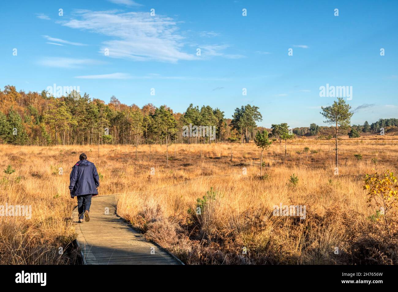 A woman walking on the boardwalk at Dersingham Bog National Nature Reserve on a bright autumn day with blue skies. Stock Photo