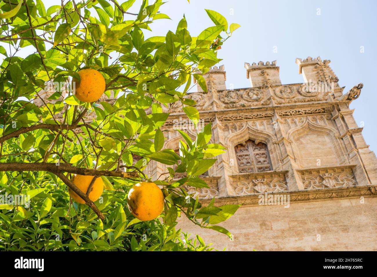 Oranges growing on a orange tree at the side of the La Lonja a UNESCO