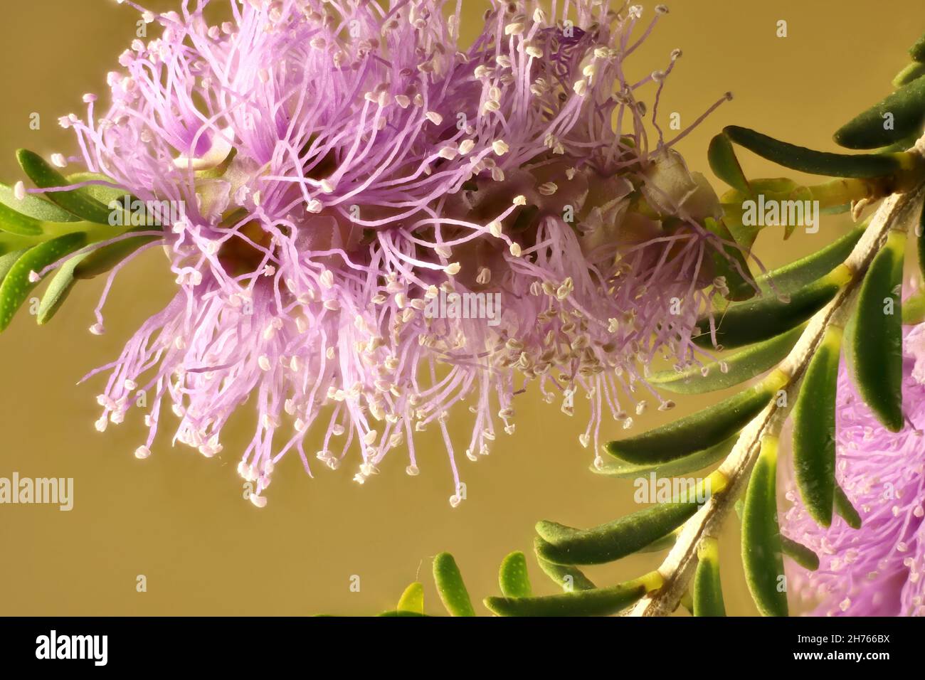 Macro view of isolated Violet Honey-myrtle (Melaleuca wilsonii) flower and foliage. Australian native plant. Stock Photo