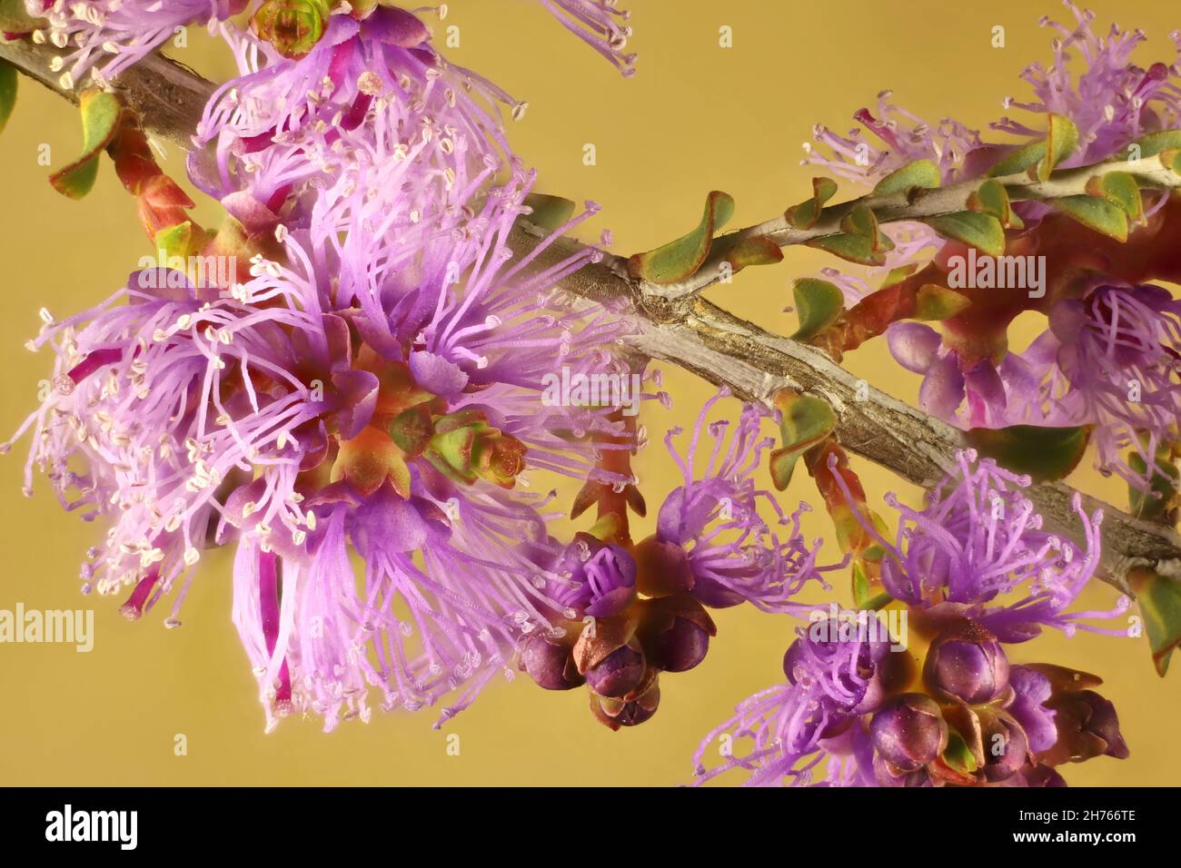 Honey Myrtle  (Melaleuca thymifolia)  ‘Cotton Candy’. Australian native plant. Stock Photo