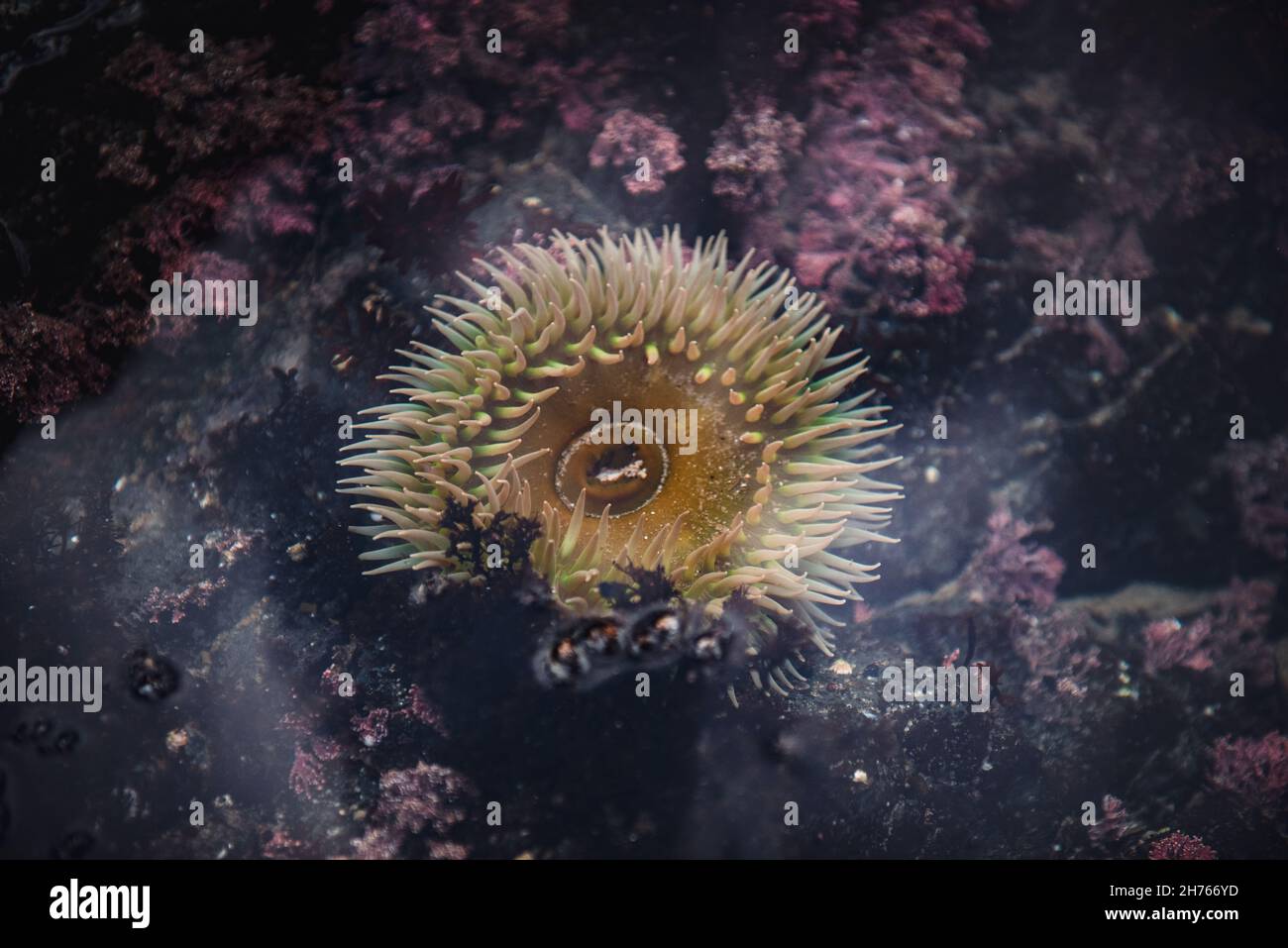 Close up on a sea anemones Stock Photo