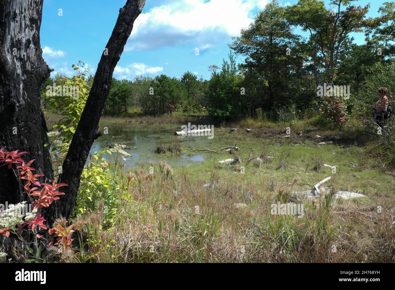 High elevation swamp located a top Short Off Mountain in the Linville