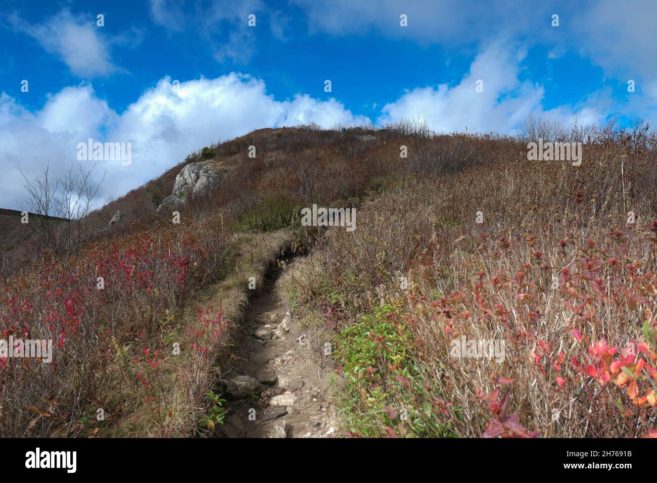 Part of the Black Balsam trail, near Asheville, North Carolina.  Climb uphill through autumn scenery. Stock Photo